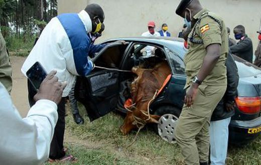 Livestock theft is on the rise during the festive season