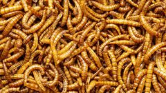 Deworming is often overlooked, but intestinal parasites can cause serious health issues if left untreated