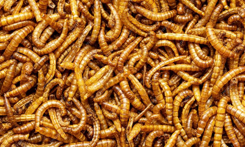 Deworming is often overlooked, but intestinal parasites can cause serious health issues if left untreated