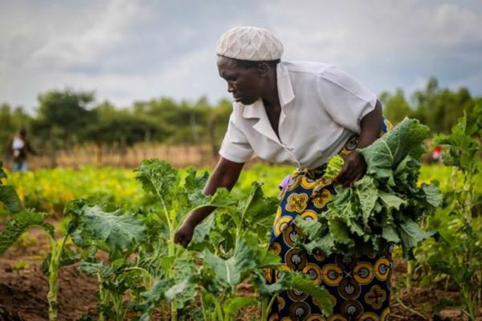 United Nations Development Programme (UNDP)