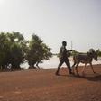 Food and Agriculture Organization (FAO)