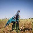 Food and Agriculture Organization (FAO)