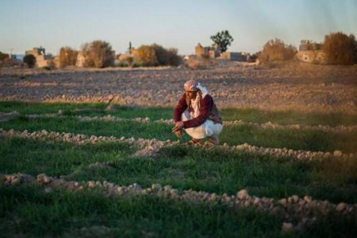 Food and Agriculture Organization (FAO)