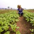Food and Agriculture Organization (FAO)