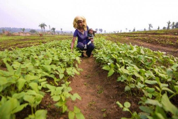 Food and Agriculture Organization (FAO)