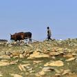 Food and Agriculture Organization (FAO)