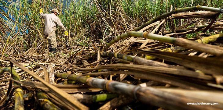 Government bans sugar import