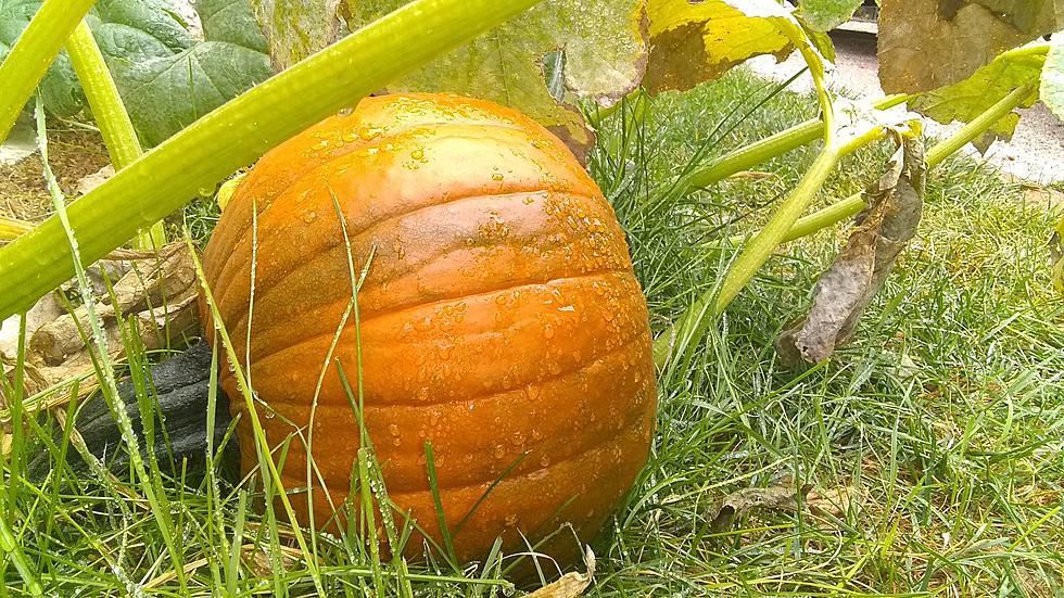 Selecting the best pumpkin for cooking (Retro 10250