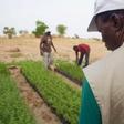 Food and Agriculture Organization (FAO)