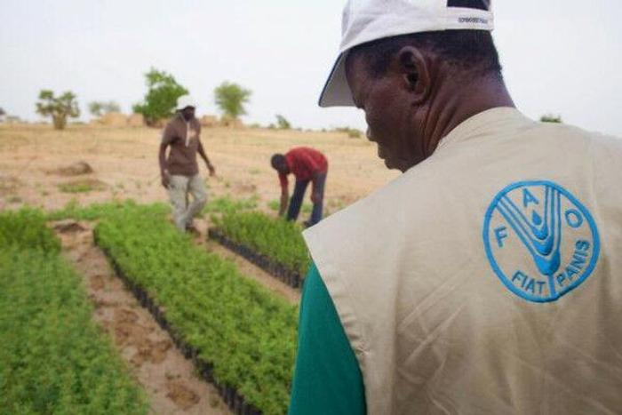 Food and Agriculture Organization (FAO)