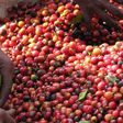 Ugandan Coffee