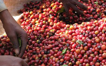 Ugandan Coffee