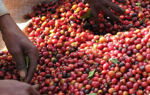 Ugandan Coffee