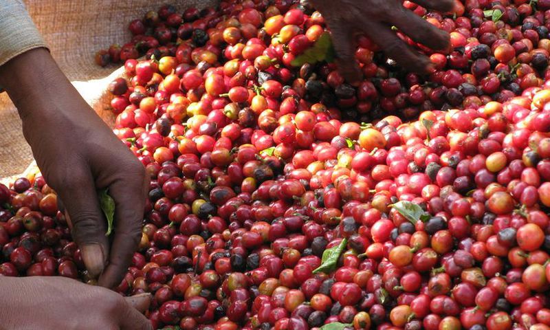 Ugandan Coffee