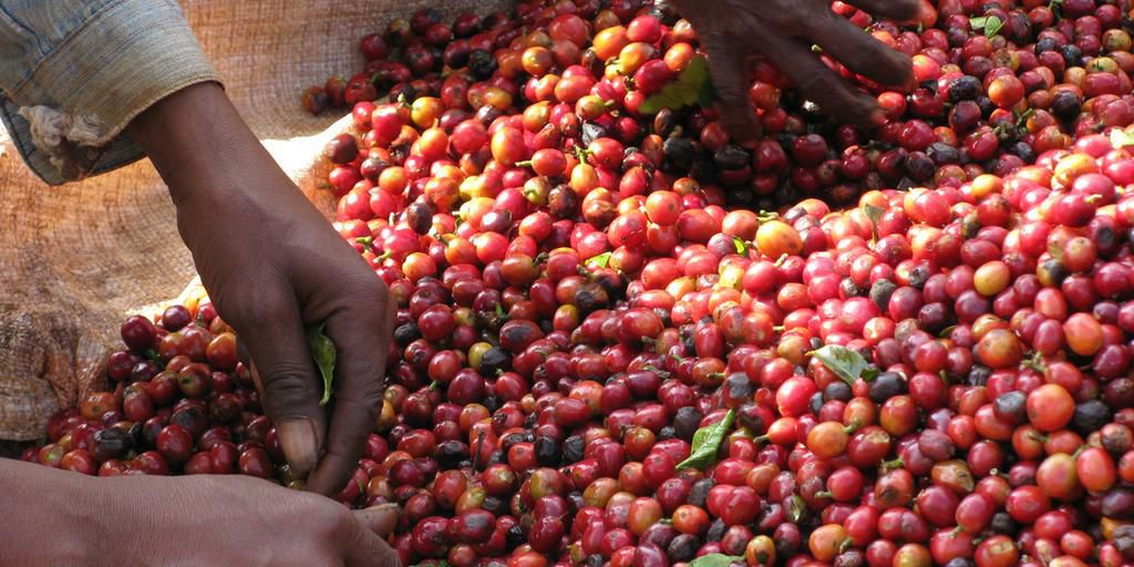 Ugandan Coffee