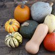 Choosing the best squash (Co+op, welcome to the table)