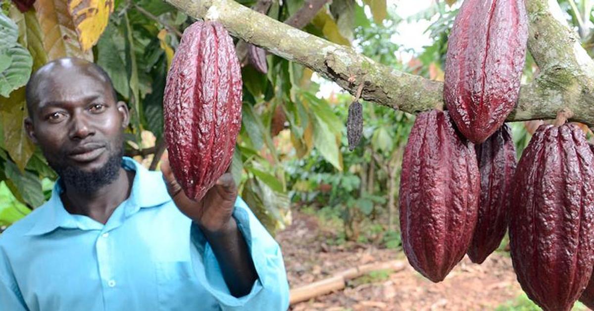Uganda can produce cocoa for export | Pulse Uganda