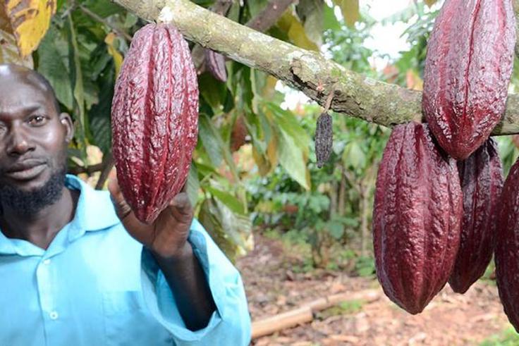 cocoa-1