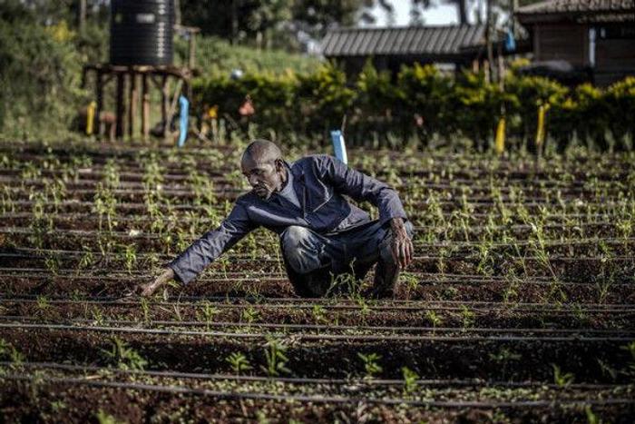 Food and Agriculture Organization (FAO)