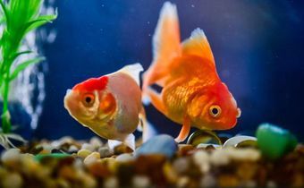 10 Reasons Fish Make Good Pets (Photo: Courtesy)