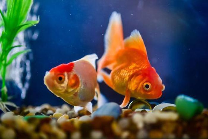 10 Reasons Fish Make Good Pets (Photo: Courtesy)
