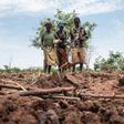 Food and Agriculture Organization (FAO)