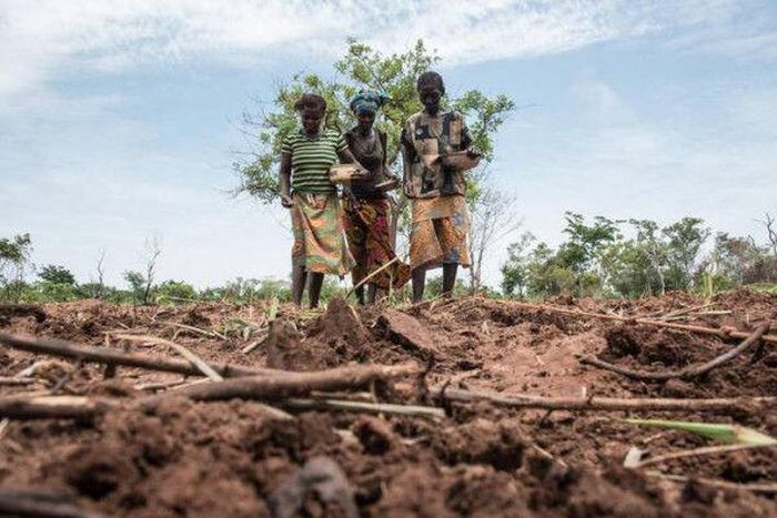 Food and Agriculture Organization (FAO)