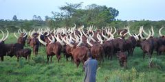 Balaalo cattle keepers