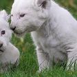 White lion cub [WallpaperFlare]