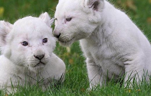 White lion cub [WallpaperFlare]