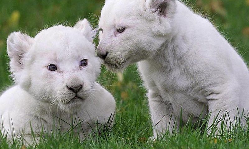 White lion cub [WallpaperFlare]