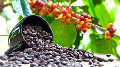 Ugandan coffee takes a hit