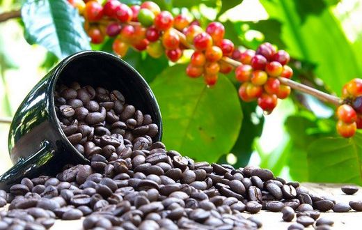 Ugandan coffee takes a hit