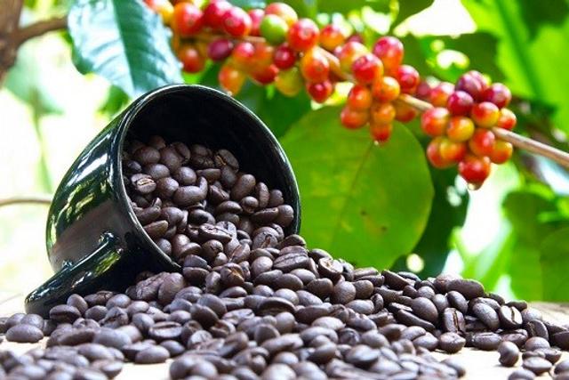Uganda is commencing registration of all coffee farmers and key value chain players