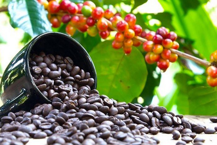 Uganda is commencing registration of all coffee farmers and key value chain players