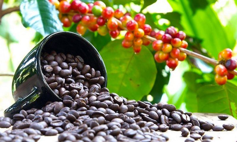 Uganda is commencing registration of all coffee farmers and key value chain players
