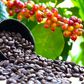 Uganda is commencing registration of all coffee farmers and key value chain players