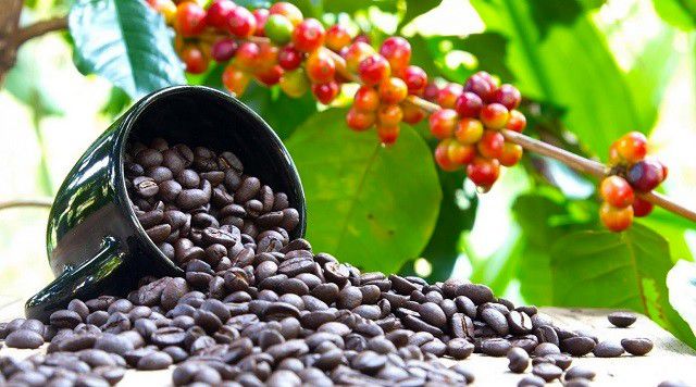 Uganda is commencing registration of all coffee farmers and key value chain players