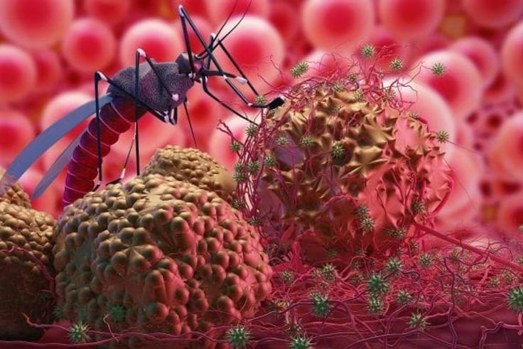 Difference between malaria and typhoid [dailytrust]