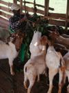 Gen Kayihura feeds his goats