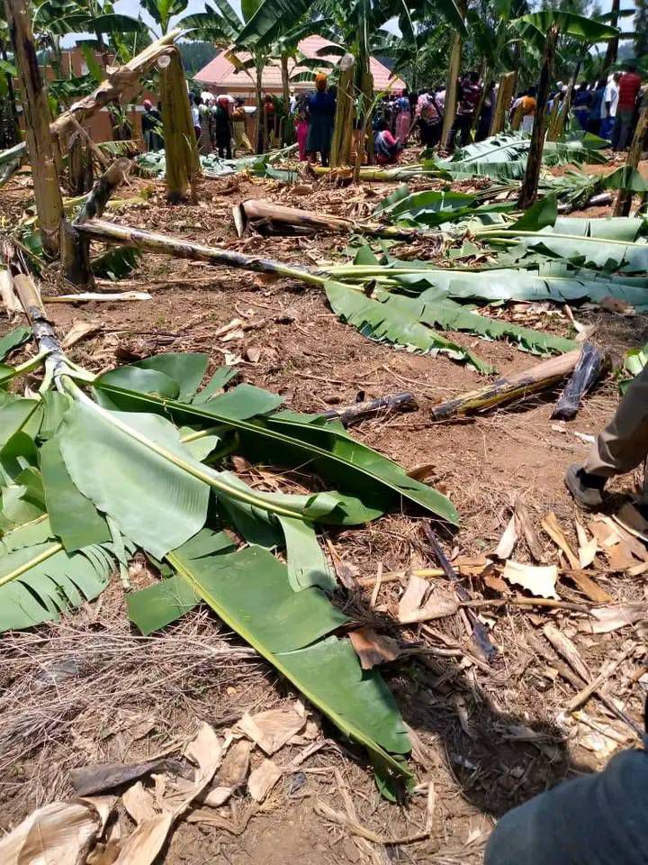 The locals destroyed his banana plantation