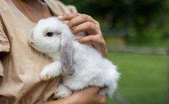 Great pets that aren’t cats or dogs [AnimalWelfareLeague]