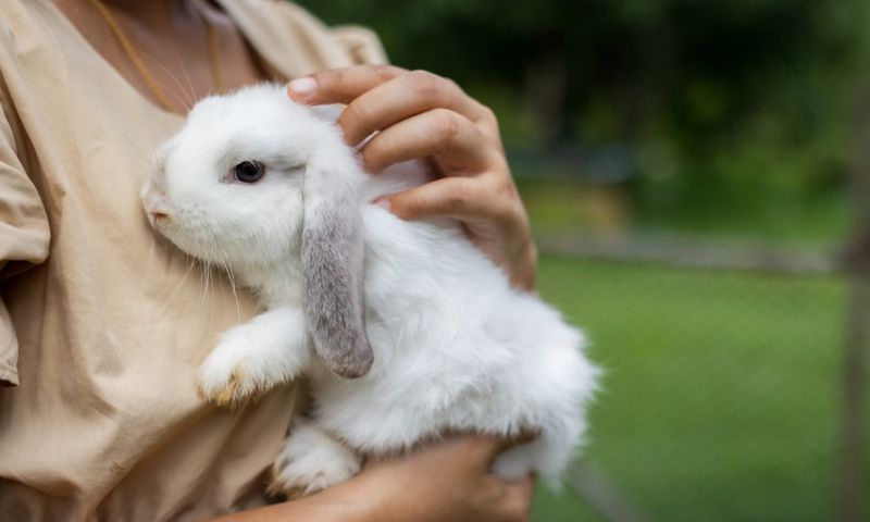 Great pets that aren’t cats or dogs [AnimalWelfareLeague]