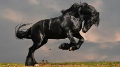 Arabian Horse [WallpaperFlare]