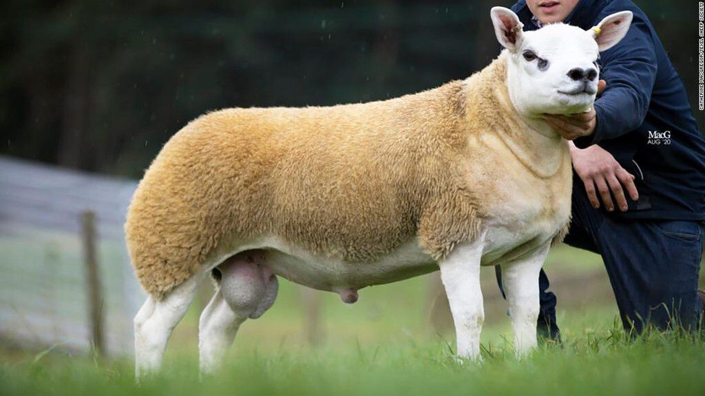 Deveronvale perfection [CNN]