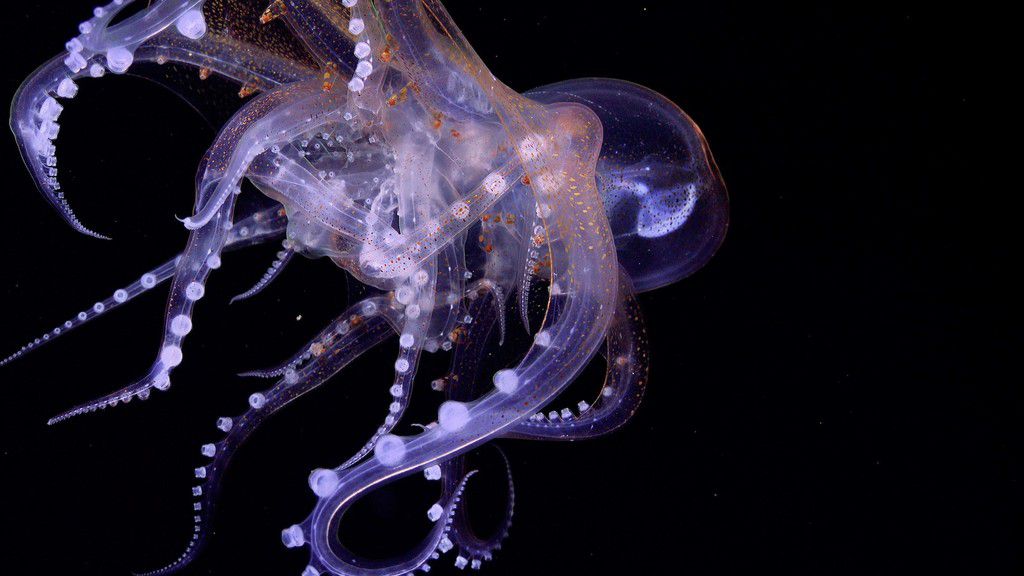 Octopus [SuBastian/SchmidtOceanInstitute]