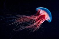 Jellyfish don’t have a brain [Sajory]