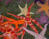 Sea stars [TheEchnoblog]
