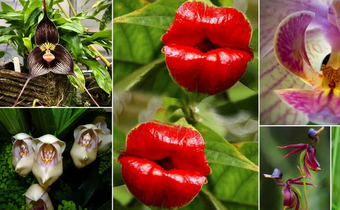 Odd plants that resemble animals [BalconyGardenWeb]