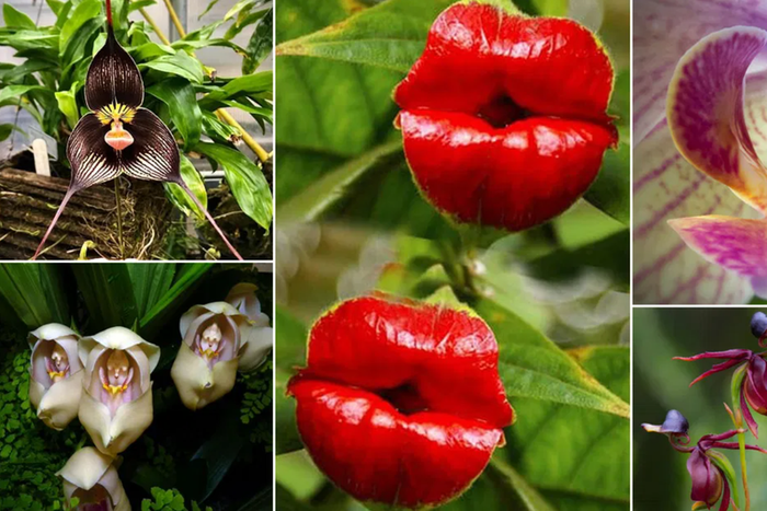 Odd plants that resemble animals [BalconyGardenWeb]